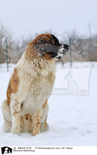 Moskauer Wachhund / Moscow Watchdog / MEH-01278