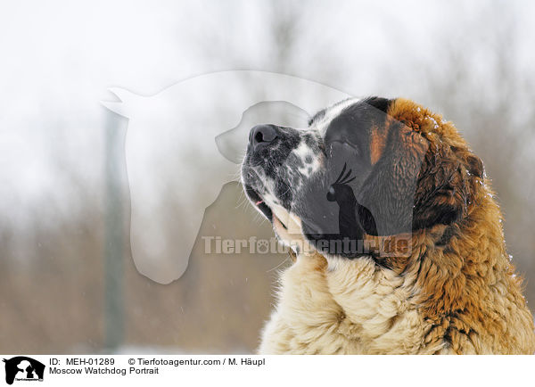 Moskauer Wachhund Portrait / Moscow Watchdog Portrait / MEH-01289