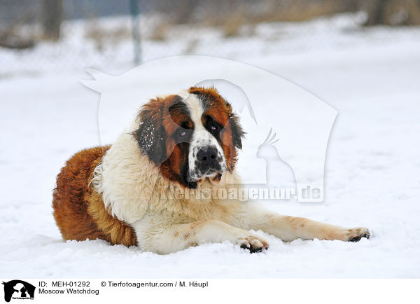 Moskauer Wachhund / Moscow Watchdog / MEH-01292