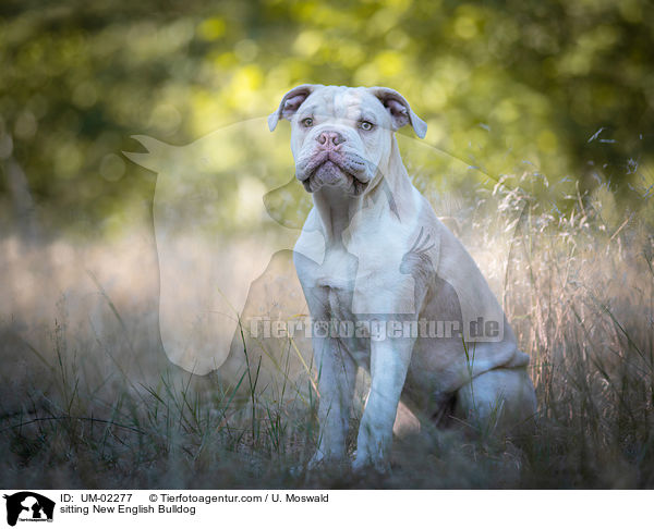 sitting New English Bulldog / UM-02277