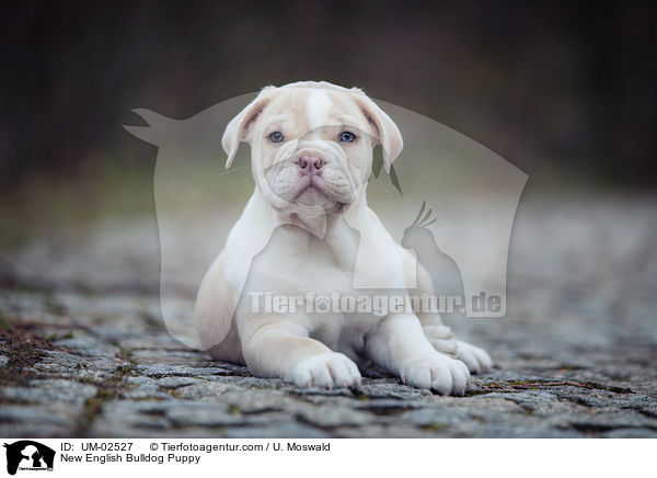 New English Bulldog Puppy / UM-02527