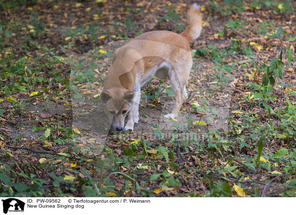 Neuguinea-Dingo / New Guinea Singing dog / PW-09562