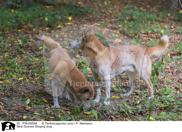 Neuguinea-Dingo / New Guinea Singing dog / PW-09566