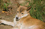 New Guinea Singing dog