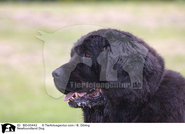 Neufundlnder Portrait / Newfoundland Dog / BD-00442