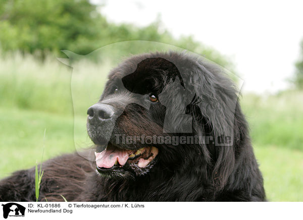 Newfoundland Dog / KL-01686