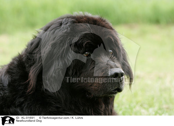 Newfoundland Dog / KL-01691