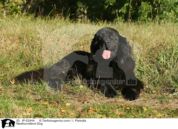 Newfoundland Dog / IP-02444