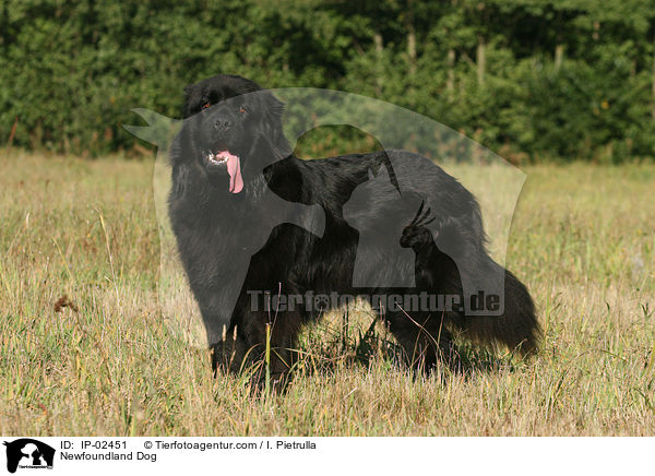 Neufundlnder / Newfoundland Dog / IP-02451