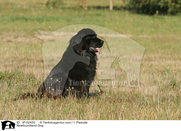 Newfoundland Dog / IP-02455