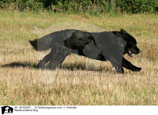 rennender Neufundlnder / Newfoundland Dog / IP-02457