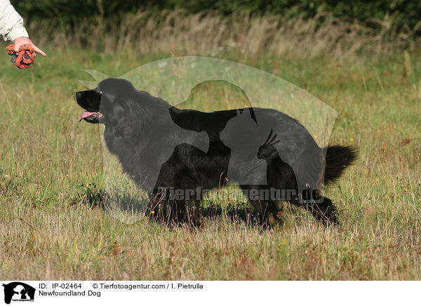 Newfoundland Dog / IP-02464