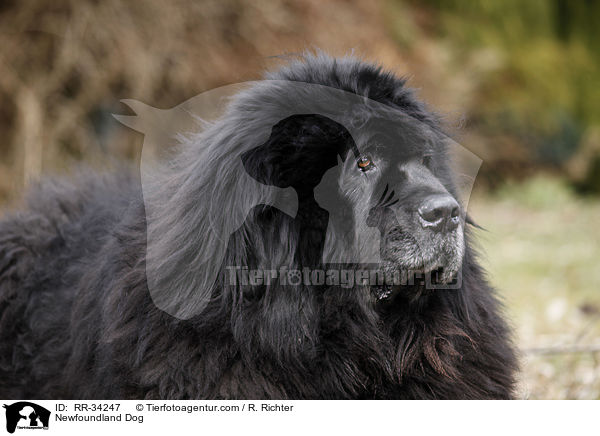 Newfoundland Dog / RR-34247