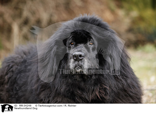 Newfoundland Dog / RR-34248