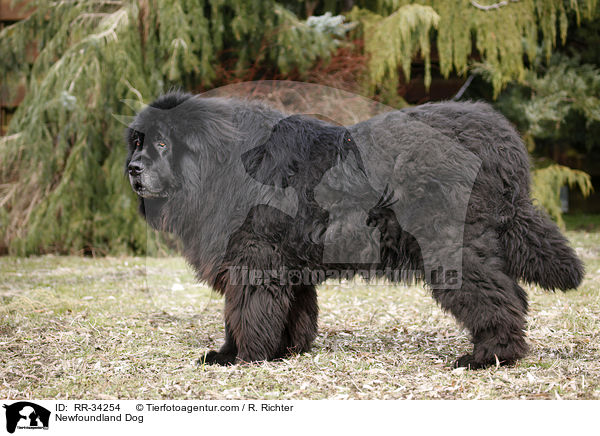 Newfoundland Dog / RR-34254