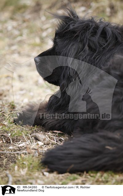 Newfoundland Dog / RR-34260