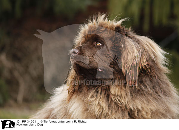 Newfoundland Dog / RR-34261