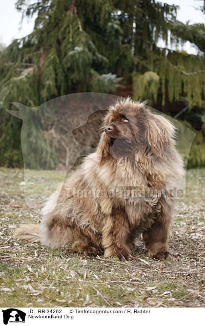 Newfoundland Dog / RR-34262