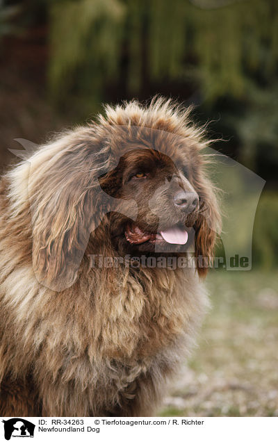 brauner Neufundlnder / Newfoundland Dog / RR-34263