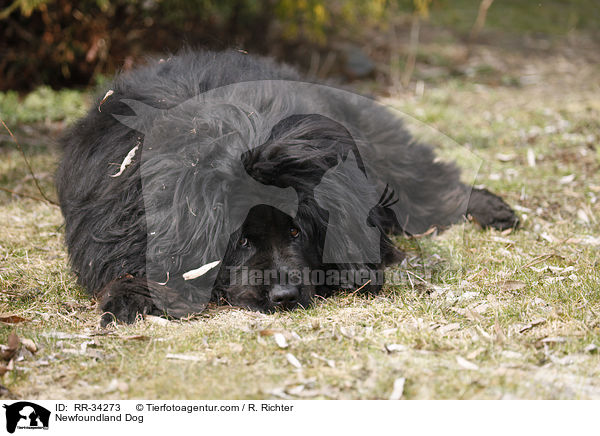 Newfoundland Dog / RR-34273