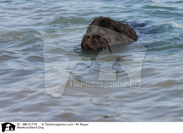schwimmender Neufundlnder / Newfoundland Dog / MB-01776