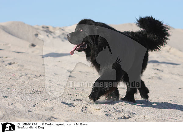 Newfoundland Dog / MB-01778