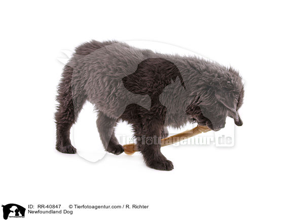 junger Neufundlnder / Newfoundland Dog / RR-40847