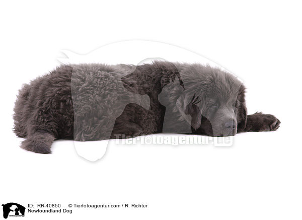 junger Neufundlnder / Newfoundland Dog / RR-40850