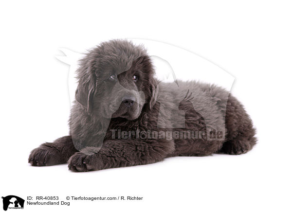 junger Neufundlnder / Newfoundland Dog / RR-40853