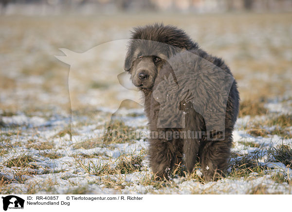 junger Neufundlnder / Newfoundland Dog / RR-40857