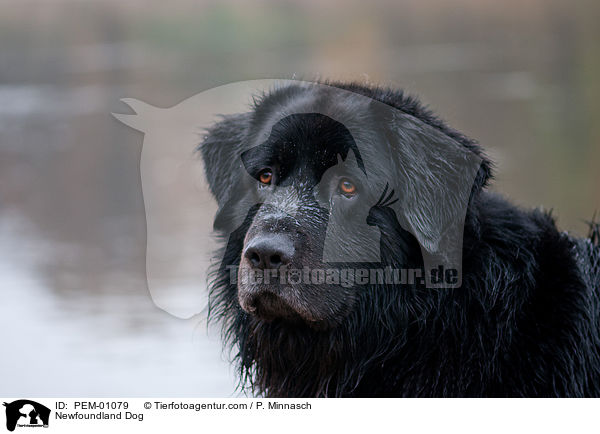 Neufundlnder Portrait / Newfoundland Dog / PEM-01079