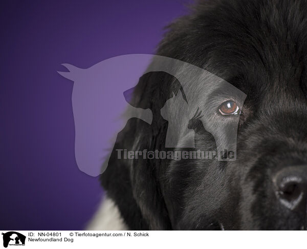 Newfoundland Dog / NN-04801