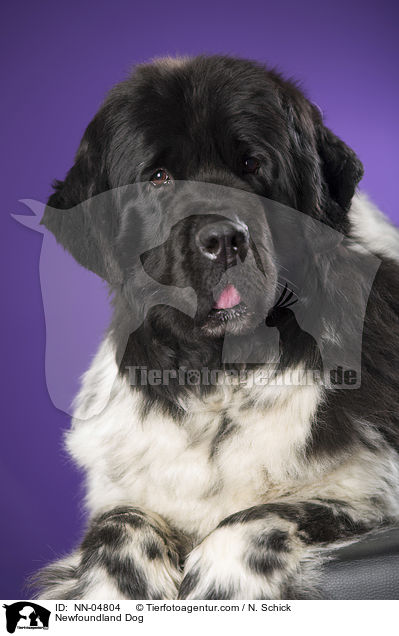 liegender Neufundlnder / Newfoundland Dog / NN-04804