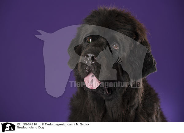 Neufundlnder Portrait / Newfoundland Dog / NN-04810