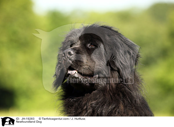 Neufundlnder Portrait / Newfoundland Dog / JH-19283