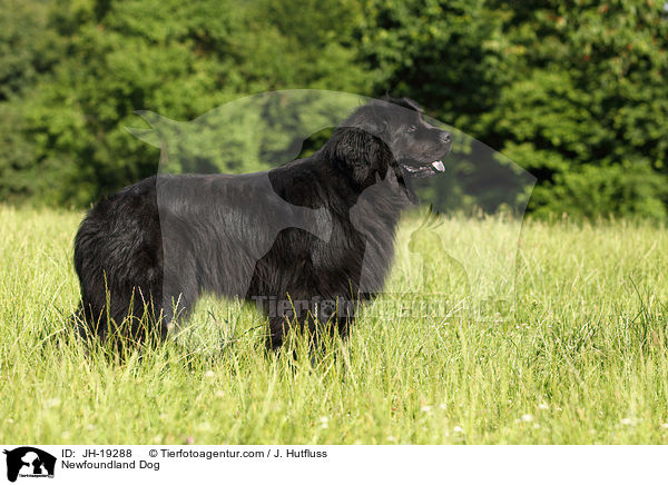 Neufundlnder / Newfoundland Dog / JH-19288