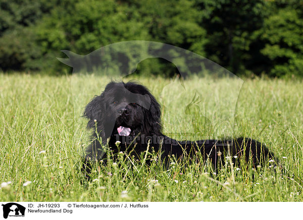 liegender Neufundlnder / Newfoundland Dog / JH-19293