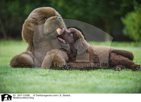 Neufundlnder Welpe / Newfoundland Dog / SST-13286