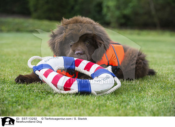 Neufundlnder Welpe / Newfoundland Dog / SST-13292