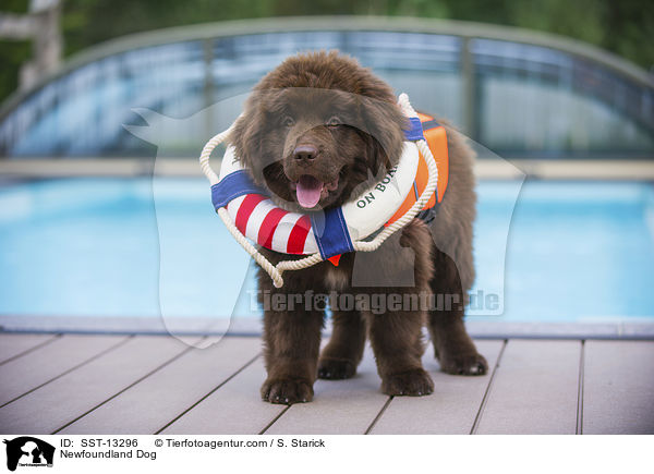 Neufundlnder Welpe / Newfoundland Dog / SST-13296