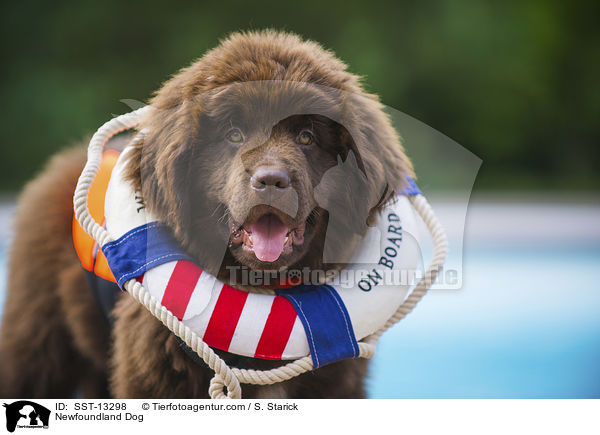 Neufundlnder Welpe / Newfoundland Dog / SST-13298