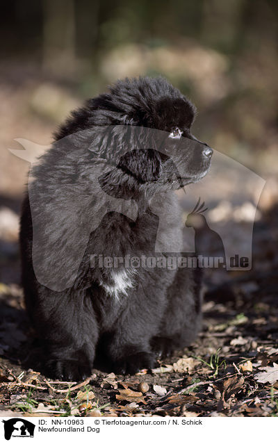 Neufundlnder Welpe / Newfoundland Dog / NN-10963