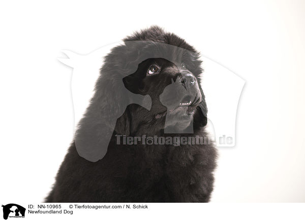 Newfoundland Dog / NN-10965