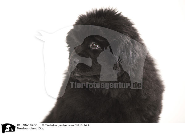 Newfoundland Dog / NN-10966