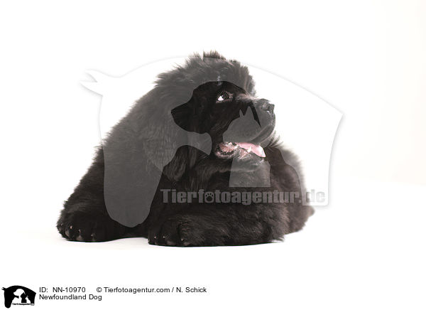 Neufundlnder Welpe / Newfoundland Dog / NN-10970