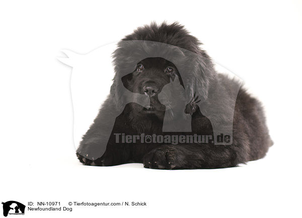 Neufundlnder Welpe / Newfoundland Dog / NN-10971