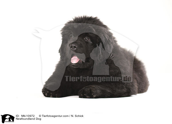 Neufundlnder Welpe / Newfoundland Dog / NN-10972