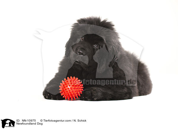 Newfoundland Dog / NN-10975