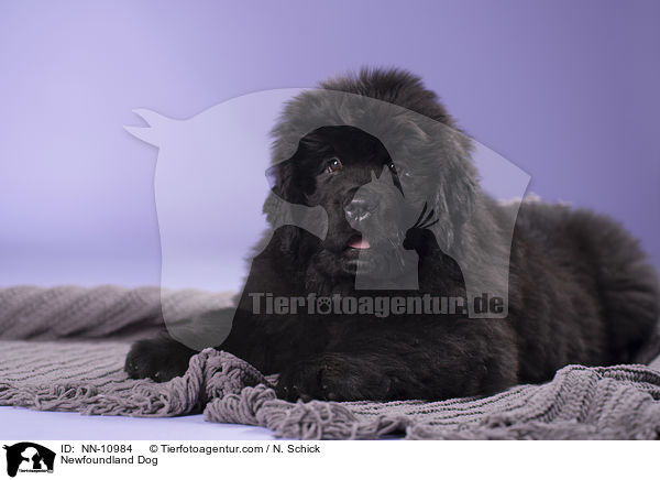 Neufundlnder Welpe / Newfoundland Dog / NN-10984