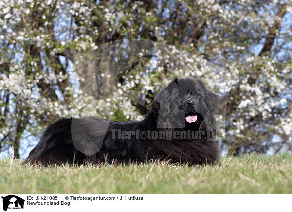 liegender Neufundlnder / Newfoundland Dog / JH-21085